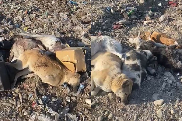 Gəncədə itlər kütləvi şəkildə öldürüldü - VİDEO