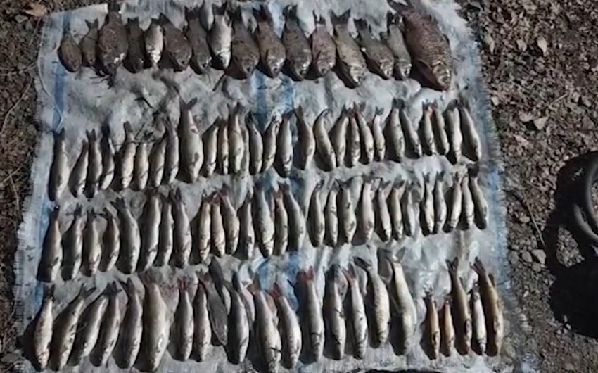 Elektrik avadanlığından istifadə ilə qanunsuz balıq ovlayan tutulub