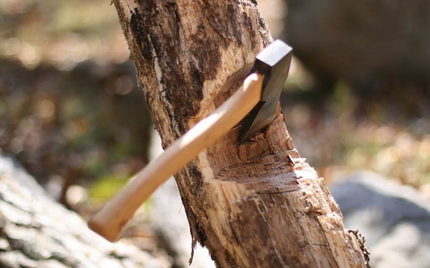 Türyançay qoruğu yaxınlığında ağacların kəsilməsi ilə bağlı araşdırmalar başlayıb