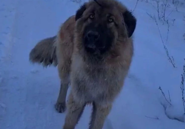 В Улан-Удэ спасли собаку со стрелой в голове - ВИДЕО