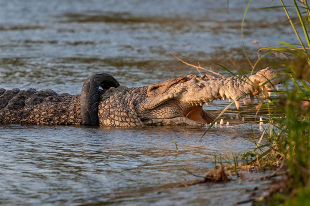 В Индонезии спасли крокодила, который 5 лет плавал с шиной от мотоцикла - ВИДЕО