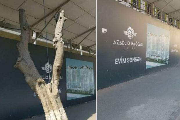 В Баку исчезло росшее у дороги дерево - ФОТО