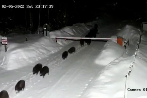 Çöl donuzları sürü halında kəndə daxil oldu - VİDEO