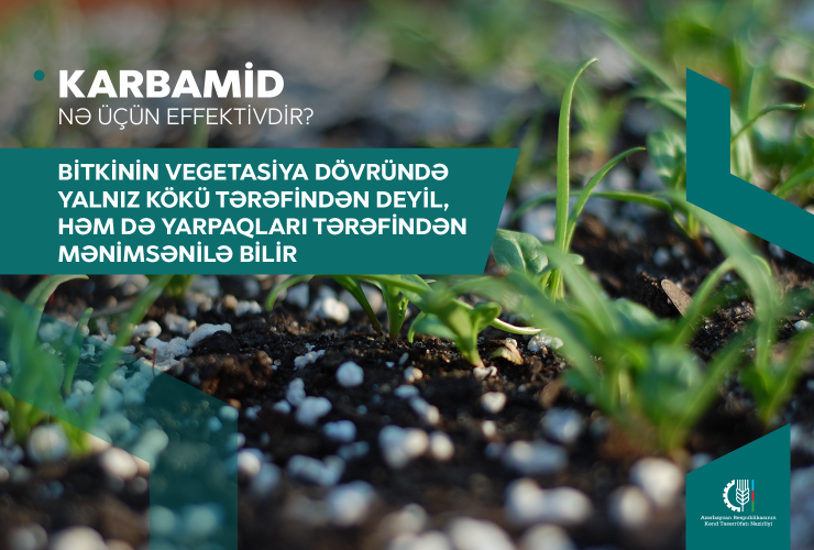 Taxıl sahələrinə karbamid gübrəsinin verilməsi məhsuldarlığın artmasını təmin edir - Fermerlərə tövsiyə