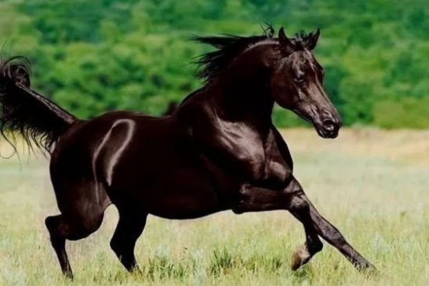 Milli cins atların cıdır yarışlarına start verilir