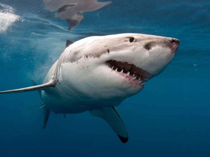 Avstraliyada köpək balığının hücumu nəticəsində bir nəfər ölüb - VİDEO