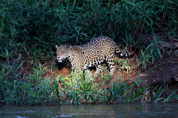 Ягуары Аргентины подали в суд на местные власти