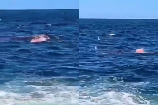 Köpək balığı dənizdə çimən kişini insanların gözü qarşısında parçlara ayırdı - VİDEO