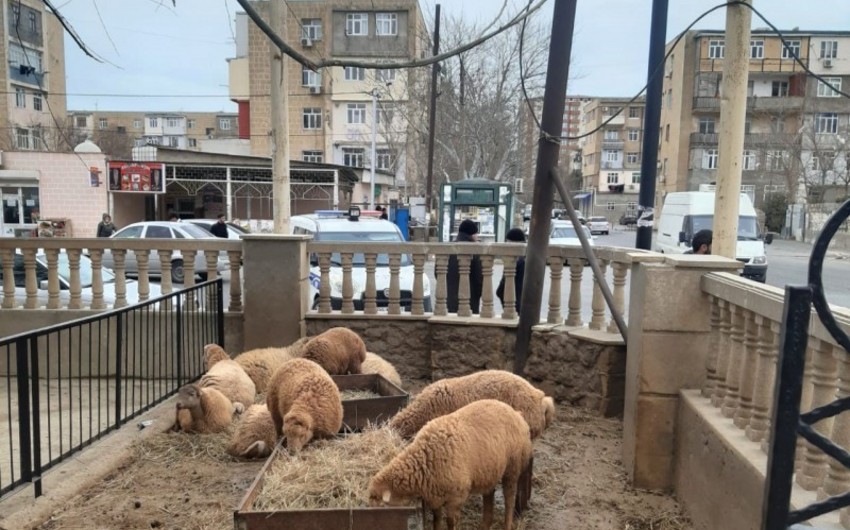 Yol kənarlarında qanunsuz quraşdırılan heyvan kəsim məntəqələri sökülüb