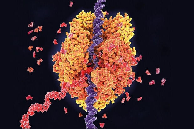 Разработчик вакцины от COVID начал создание прививки от рака, герпеса и ветрянки