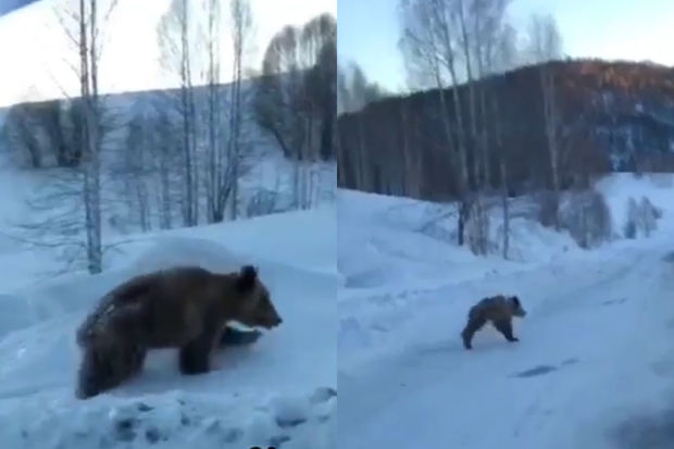 Qış yuxusundan tez oyanan ayının görüntüləri maraqla qarşılandı - VİDEO