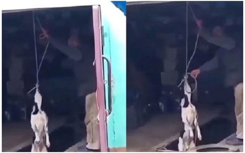 В Хачмазе мужчину привлекли к ответственности за жестокое обращение с собакой - ВИДЕО