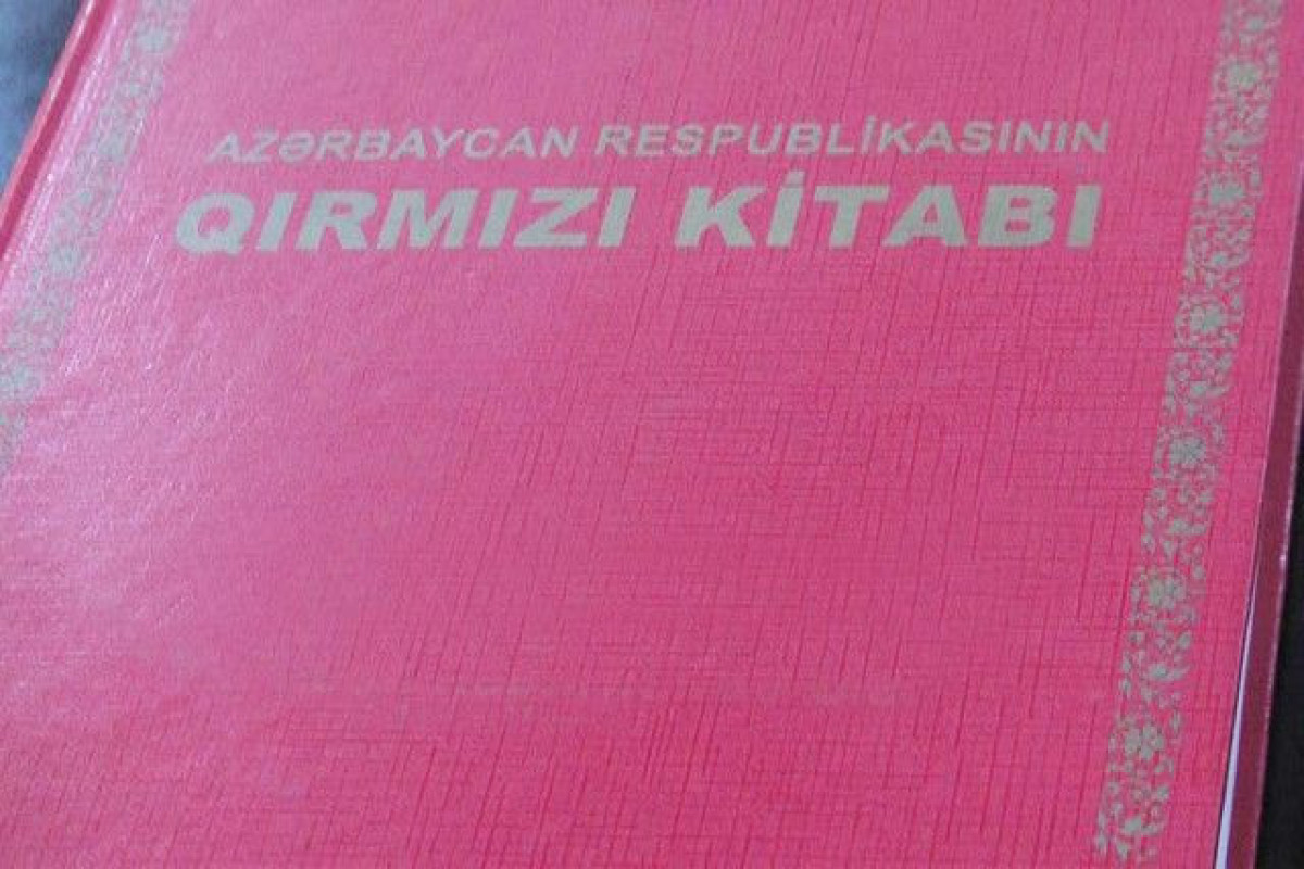 “Qırmızı kitab”ın üçüncü nəşrinə hazırlıq gedir