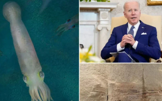 Nadir “qaniçən kalmar”a Bayden adı verildi