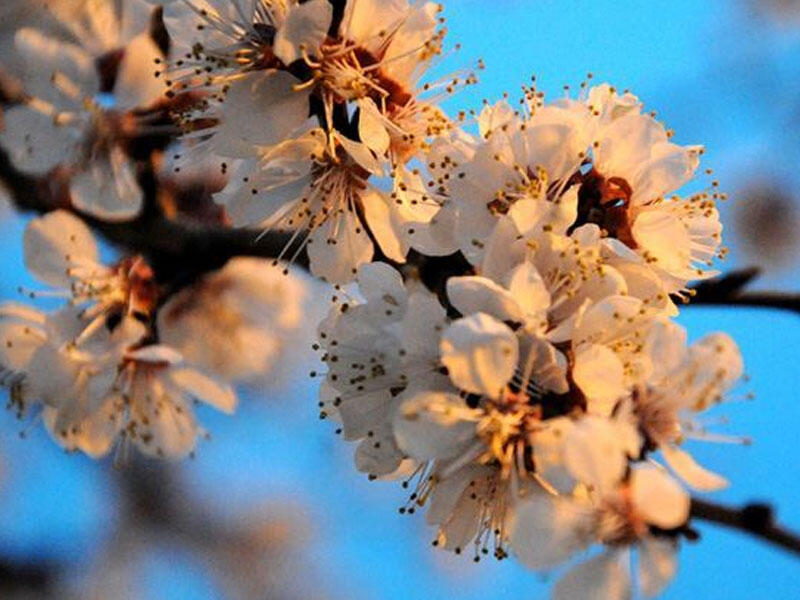 Yaz fəsli bu saatda Azərbaycana daxil olacaq