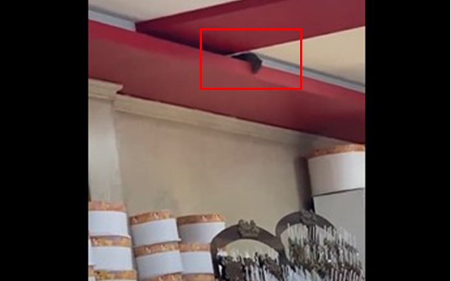 Bakıda bu kafedə siçovul gəzir - Video