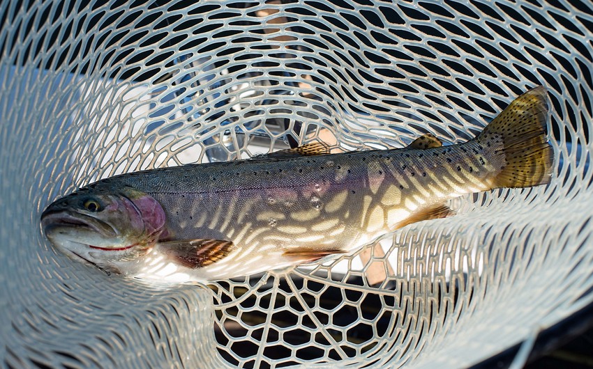 Qanunsuz ov edən şəxs cəzalandırılıb