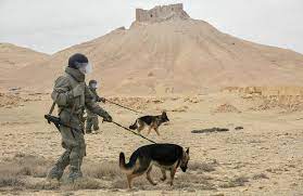 Marşall İrsi İnstitutu Azərbaycana daha 5 minaaxtaran it göndərəcək