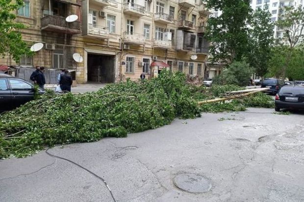 Сильный ветер повалил деревья в Баку