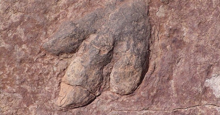 Alimlər 66 milyon il əvvəl yoxa çıxan dinozavrın qalıqlarını tapıblar