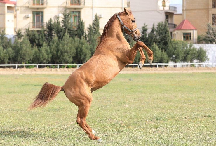 Qarabağ atlarının ilk satış auksionuna hazırlıq işləri davam edir