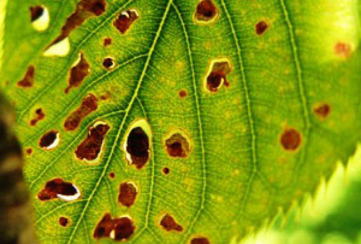 Bağlarda xəstəlik yayılması riski var – FERMERLƏRƏ SMS GÖNDƏRİLDİ