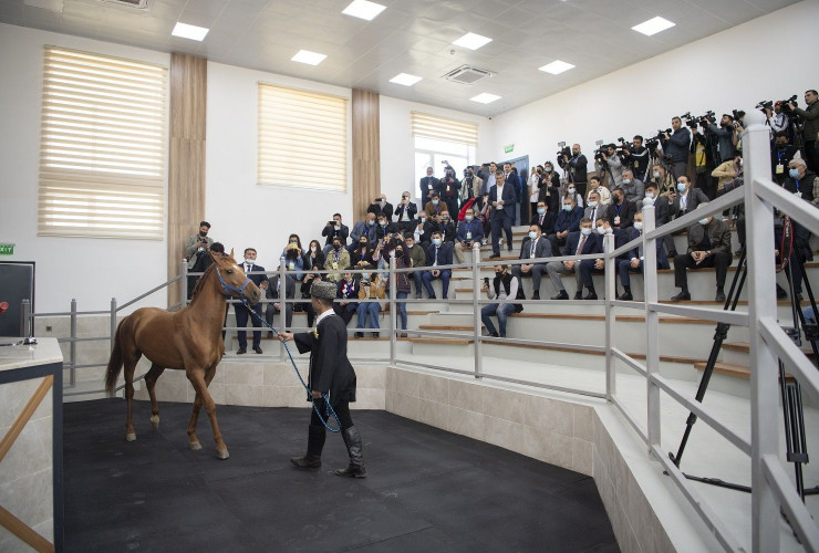 Azərbaycanda ilk dəfə Qarabağ atlarının auksion vasitəsilə satışı həyata keçirilib