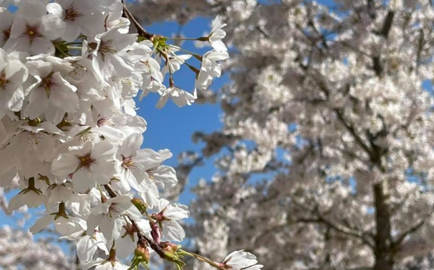 Sabaha gözlənilən hava şəraiti açıqlanıb