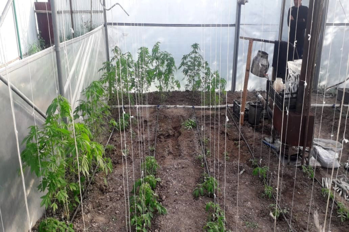 İstixanada narkotik tərkibli bitkilər yetişdirən şəxs saxlanılıb