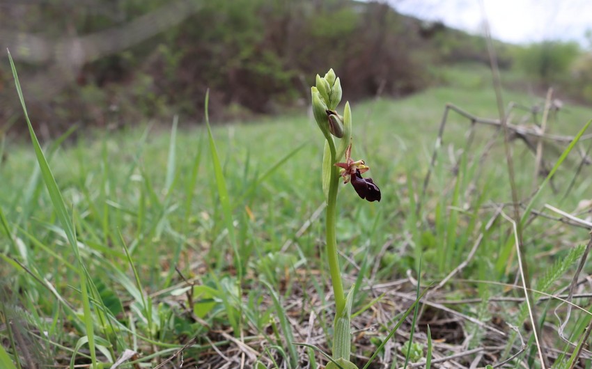 Şuşada Xarıbülbül çiçək açmağa başlayıb-FOTO