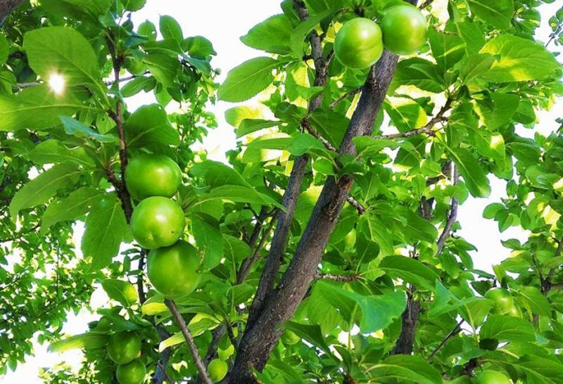 Bakıda bu meyvənin kilosu 80 manata satılır - VİDEO