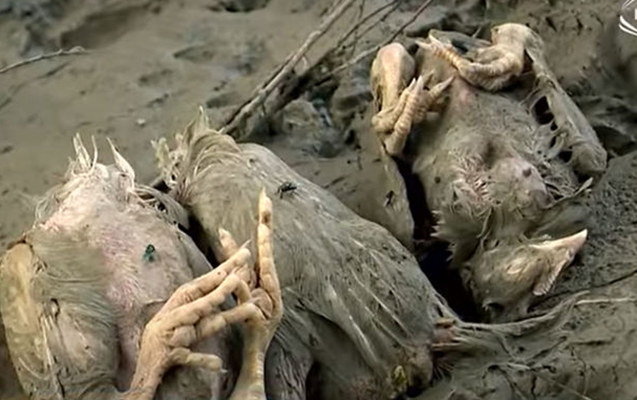 Ölü toyuqları Sumqayıt çayına atan şəxs cəzalandırıldı