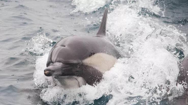 Rusiya dəniz bazasını qorumaq üçün “hərbi delfinlər” YERLƏŞDİRİR