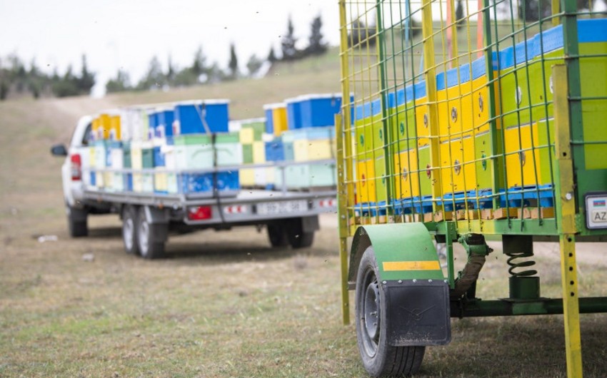 Bu il Kəlbəcər yaylaqlarına 20 mindən çox arı ailəsi köçürüləcək