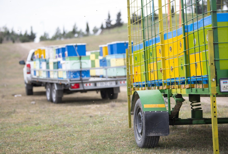 Köç başladı: bu il Kəlbəcər yaylaqlarına 20 mindən çox arı ailəsi köçürüləcək