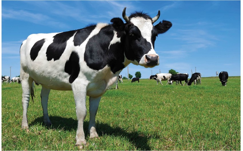 Neftçalada inək 63 yaşlı kişini vuraraq öldürüb