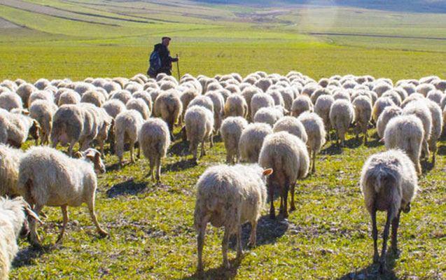 Örüşdə çoban meyiti tapıldı