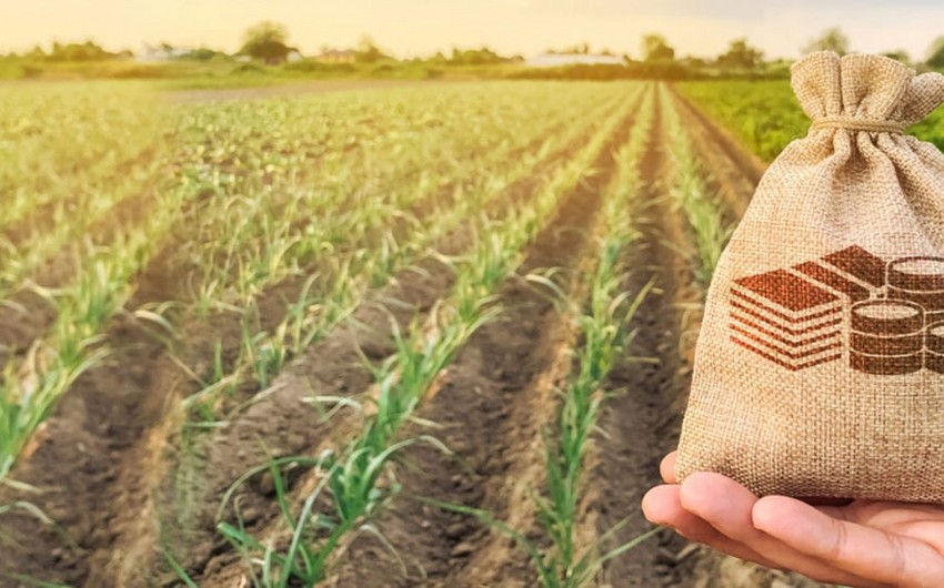 “Digital Agro” sayəsində kənd təsərrüfatının monitorinqi təkmilləşdirilib