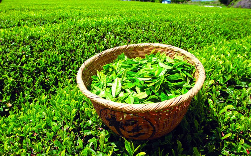 Gürcüstan ən çox quru çayı Azərbaycana ixrac edir