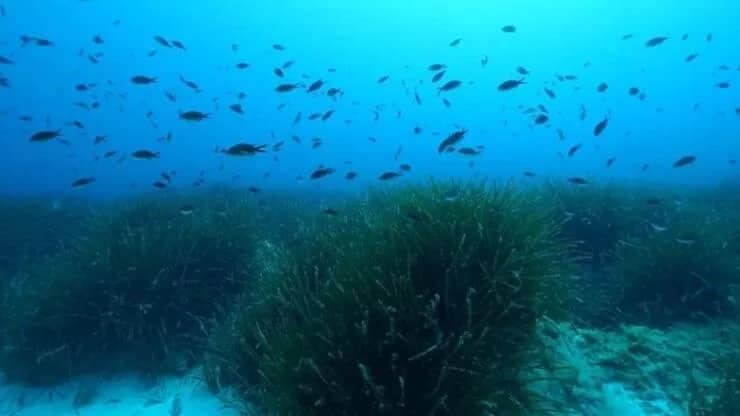 Okean dibində “şəkər dağları” kəşf edilib