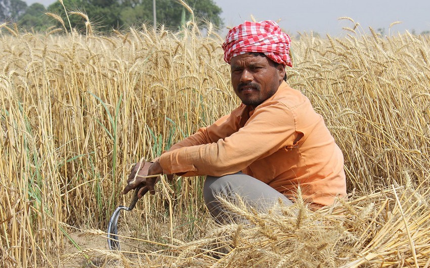 Hindistan taxıl ixracını dayandırıb
