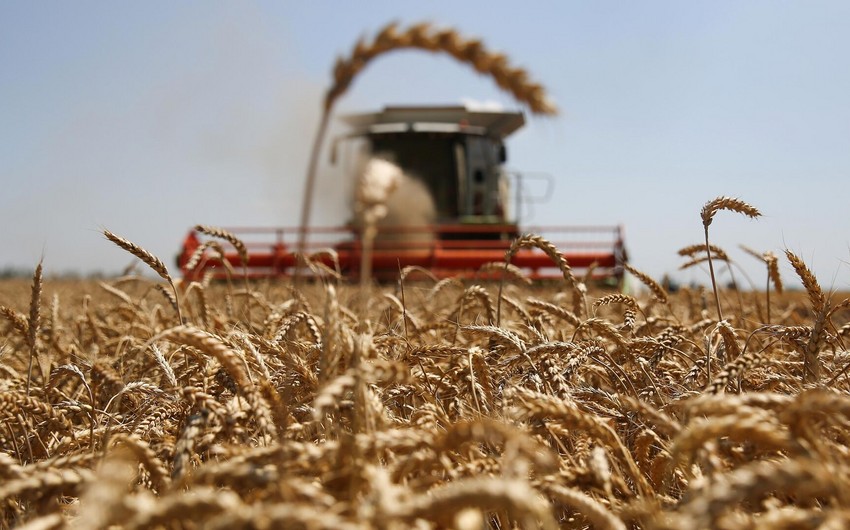 Иран намерен увеличить импорт зерна из России