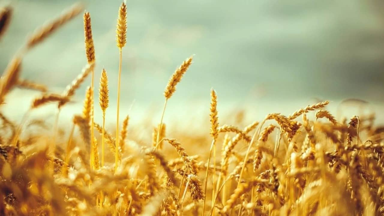 Hindistan buğda ixracına qadağa qoyub