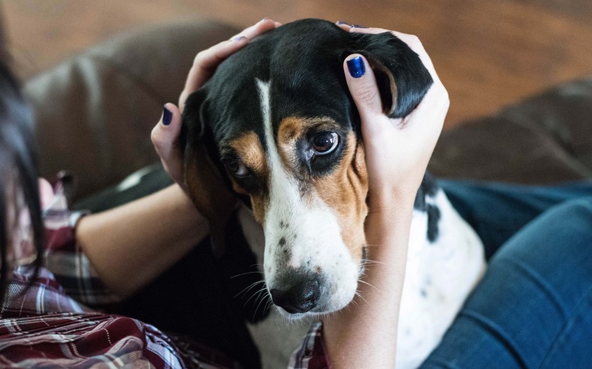 Ev heyvanı saxlayanlara xəbərdarlıq: