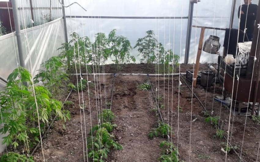 Azərbaycanda özünə narkotik vasitələr hazırlayan şəxslər üçün cəzalar müəyyənləşib