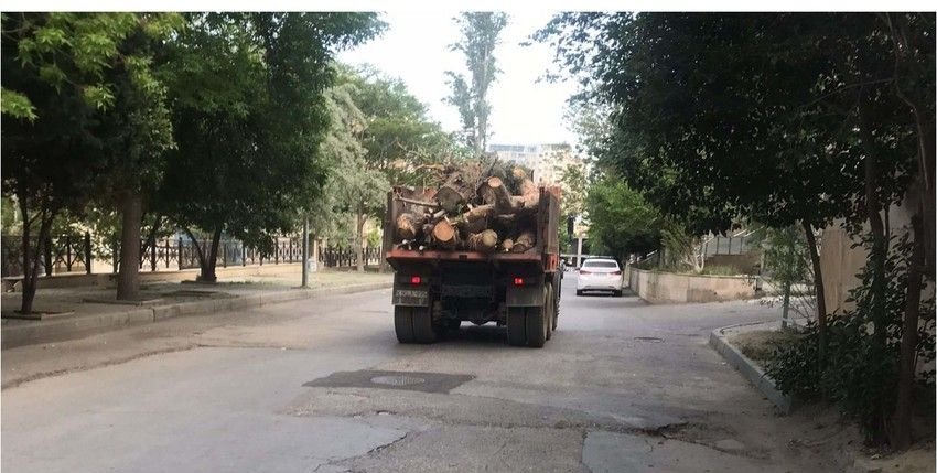 Bakıda bina tikintisi ilə bağlı ağaclar kəsildi - VİDEO