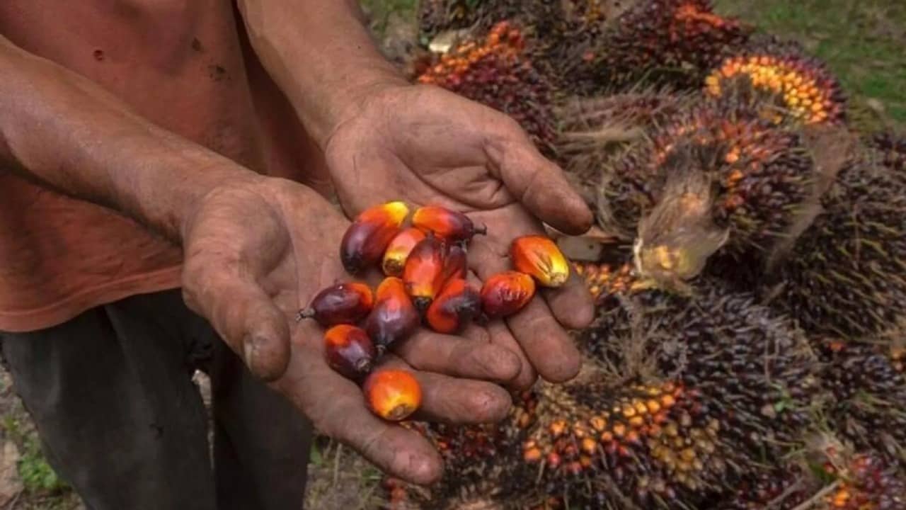 İndoneziya palma yağının ixracına qoyulan qadağanı ləğv edib