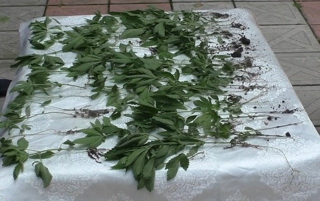 Həyətində kannabis yetişdirən şəxs saxlanıldı