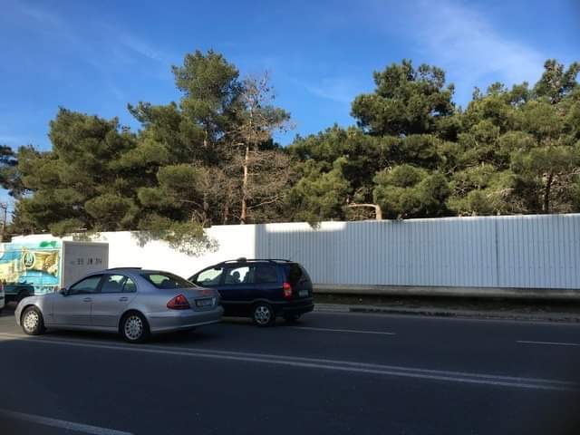 Nizaminin yeni başçısı “qulağının dibində” ağac qətliamını görmür? – Fotolar