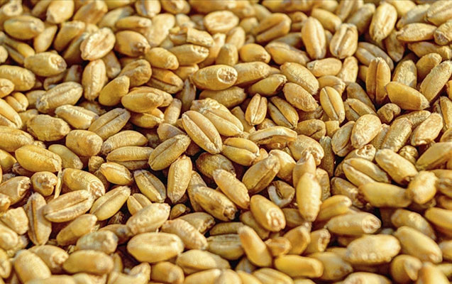 Xersondan Rusiyaya taxıl ixracına başlanıldı